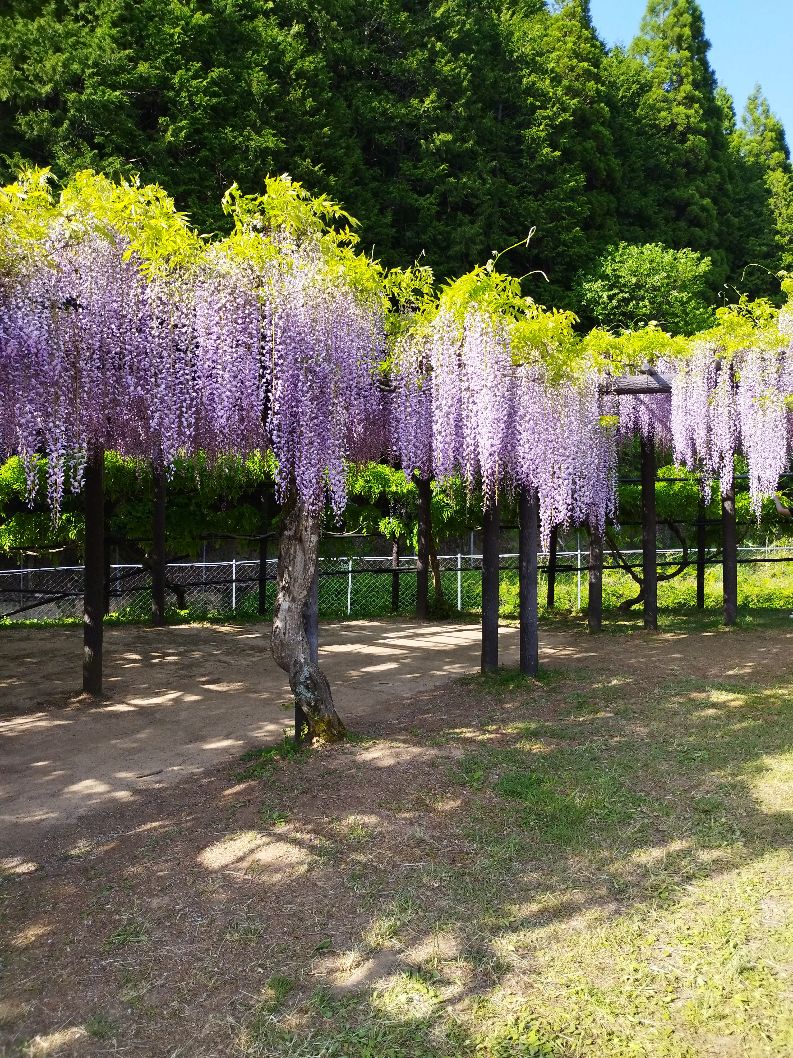 藤の花見てきました2022.5.6