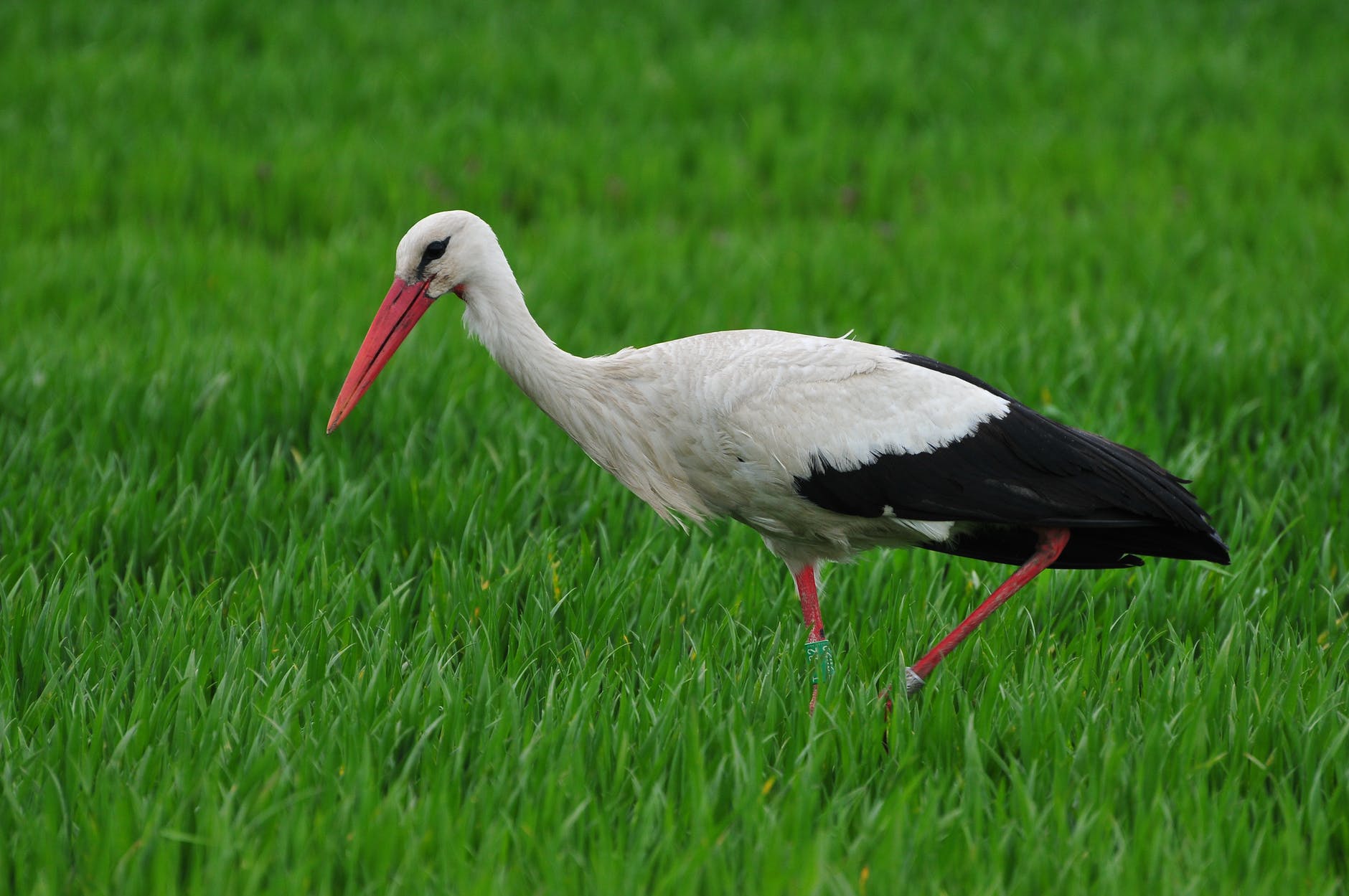 コウノトリ育むお米～世界で但馬だけの農法～日本的SDGｓ