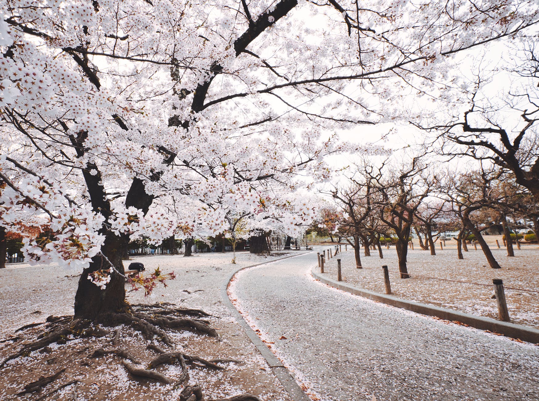 春の調べ: 心を動かす日本文学に見る季節の美しさ
