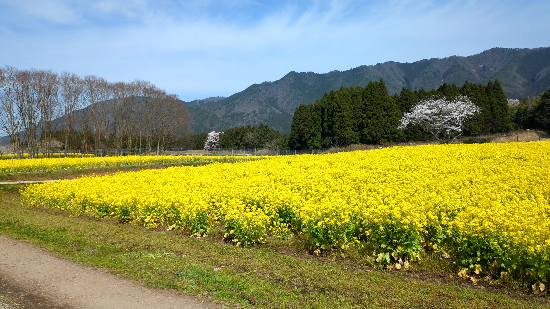Living with Nature: The Essence of Japanese Lifestyle